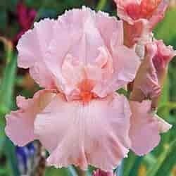 Iris Germanica 'Pink Attraction' 1 gal