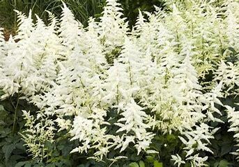 Astilbe 'Visions in White' 2 gal