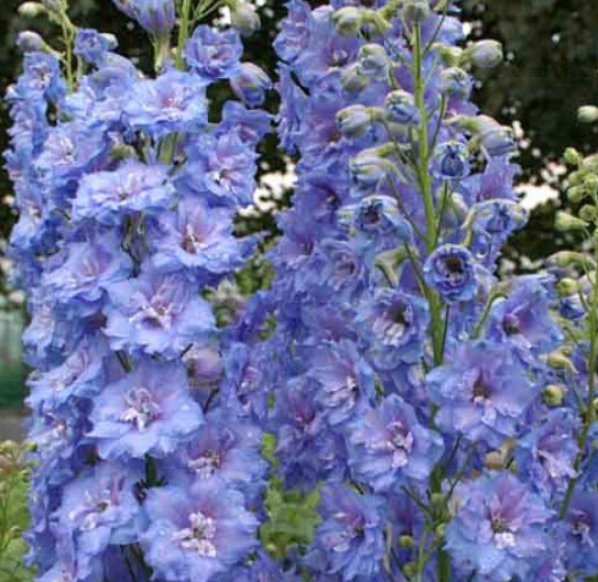 Delphinium &#39;Blue Lace&#39; 1 gal