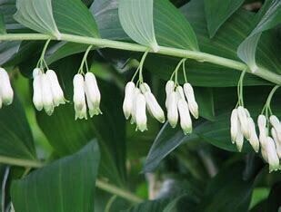 Polygonatum multiflorum &#39;Solomon&#39;s Seal&#39; 2 gal
