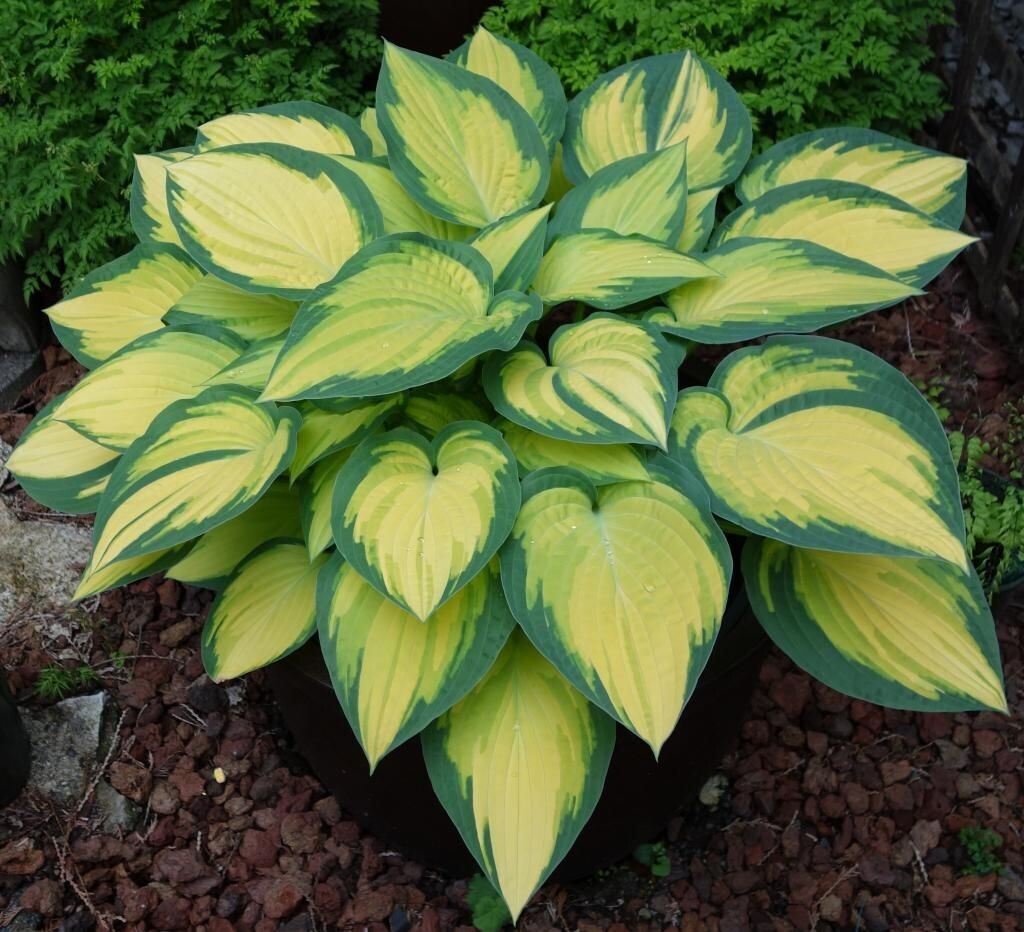 Hosta &#39;Orange Marmalade&#39; 1 Gal