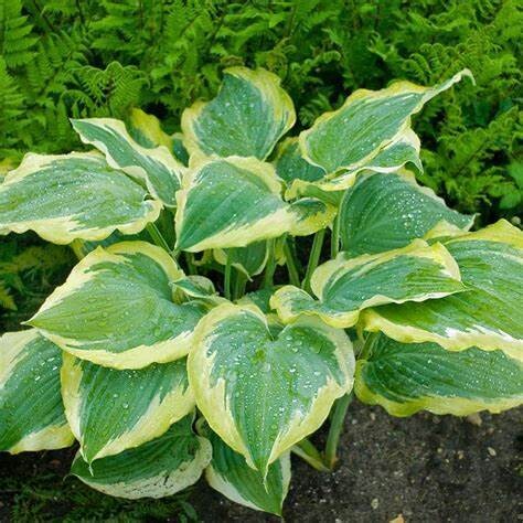 Hosta &#39;Seducer&#39; 1 gal PW