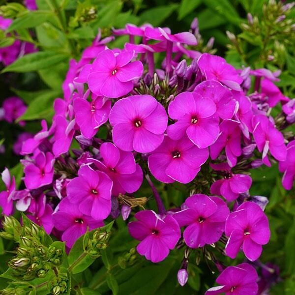 Garden Phlox 'Ka-Pow Purple' - 1 gal