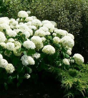 Hydrangea &#39;Annabelle&#39; 7 gal