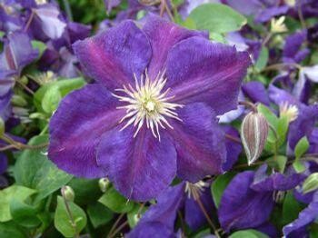 Clematis 'Jackmanii' 1 gal