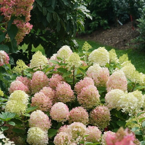 Hydrangea &#39;Fire Light Tidbit&#39; 3 gal PW