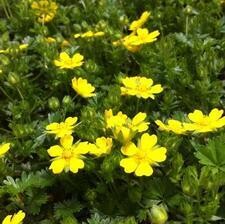 Potentilla &#39;Happy Face Yellow&#39;  2 gal