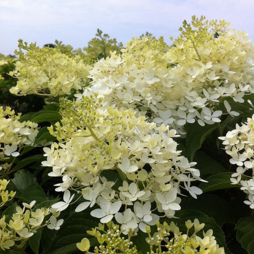 Hydrangea &#39;Phantom&#39; 5 gal