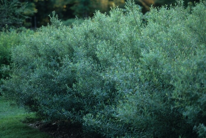 Dwarf Arctic Willow 2 gal