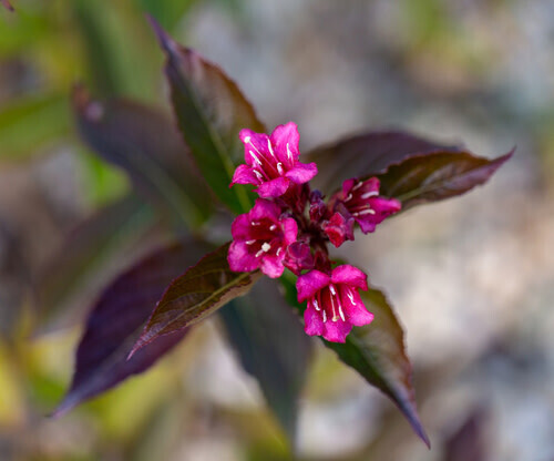 Weigela &#39;Wine and Roses&#39; 3 gal