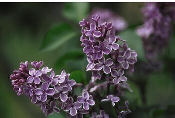 Lilac 'Sensation' - 5 gal