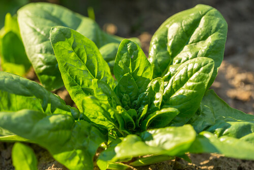 Spinach 4 cell pack