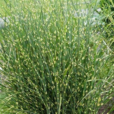 Maiden Grass 'Miscanthus s. High Frequency' 1 g
