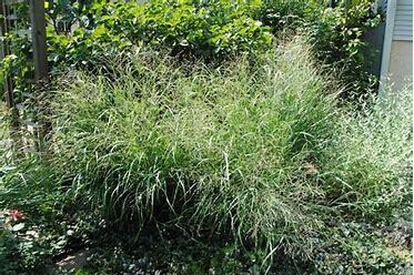 Switch Grass &#39;Panicum Cloud Nine&#39; - 1 gal