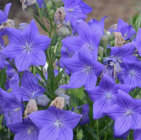 Balloon Flower - Sentimental Blue 1 gal