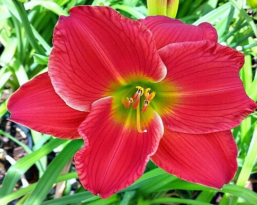 Daylily - Hemerocallis &#39;Red Hot Returns&#39; - 1 gal