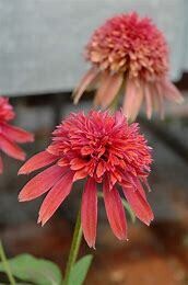 Cone Flower &#39;Echinacea Double Scoop Raspberry&#39; 1 gal