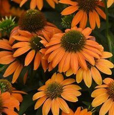 Cone Flower 'Echinacea Soft Orange' 1 gal