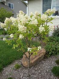 Hydrangea Standard &#39;Limelight&#39; - 8 gal - potted