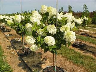 Hydrangea Standard 'Phantom' 5 gal 3-4'