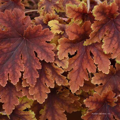 Heucherella &#39;Copper King 1 gal