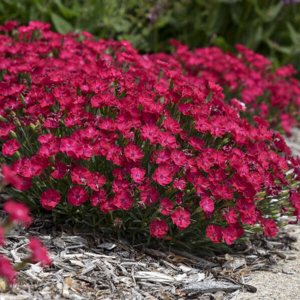 Dianthus &#39;Paint the Town Red&#39; 1 gal PW