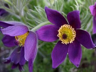 Pulsatilla vulgaris 'Violet Bells'  4"