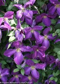Clematis 'Happy Jack Purple PW' 2 Gal