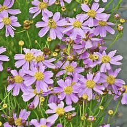 Coreopsis 'American Dream' 1 gal