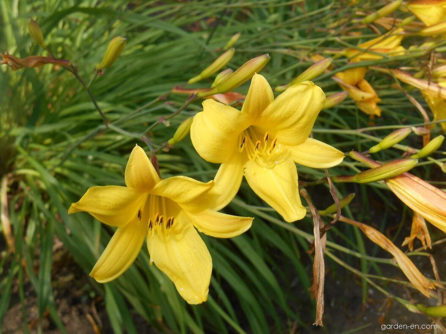 Daylily - Hemerocallis &#39;Corky&#39; - 1 gal