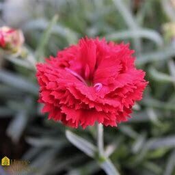 Dianthus &#39;Maraschino&#39; 1 gal PW
