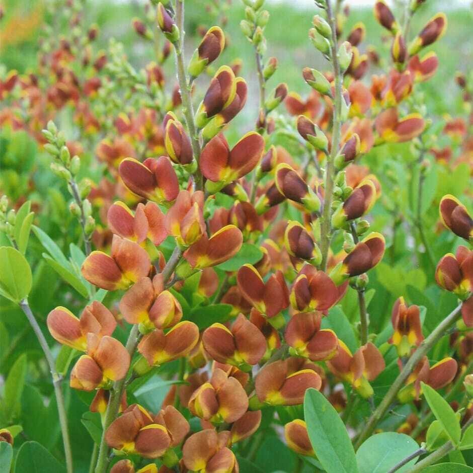 False Indigo &#39;Baptisia Cherries Jubilee&#39; - 2 gal