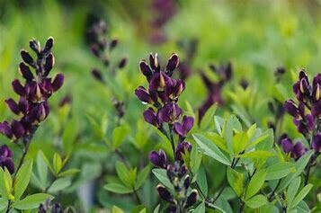 False Indigo &#39;Baptisia Burgundy Blast&#39; - 2 gal
