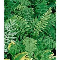 Fern &#39;leatherwood&#39; 1 gal