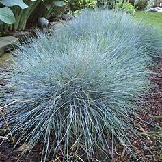 Blue Fescue 'Elijah Blue' - 1 gal