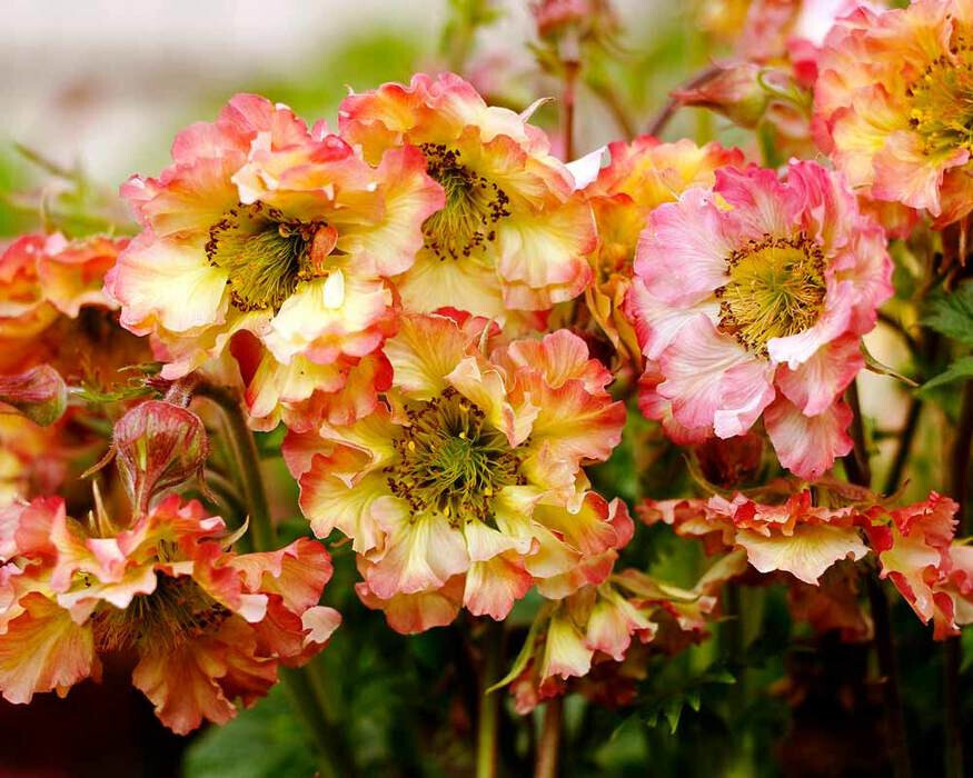 Geum &#39;Pretticoats Peach&#39; 1 gal
