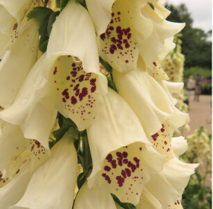 Foxglove &#39;Digitalis Dalmatian Creme&#39; - 1 gal