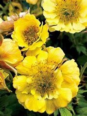 Geum &#39;Tempo Yellow&#39; 1 gal