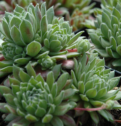 Hens and Chicks  'Georgette' - 1 qt