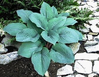 Hosta &#39;Blueberry Muffin&#39; 1 gal