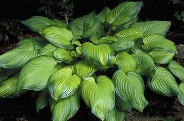 Hosta &#39;Guacamole&#39; 2 Gal Lg.