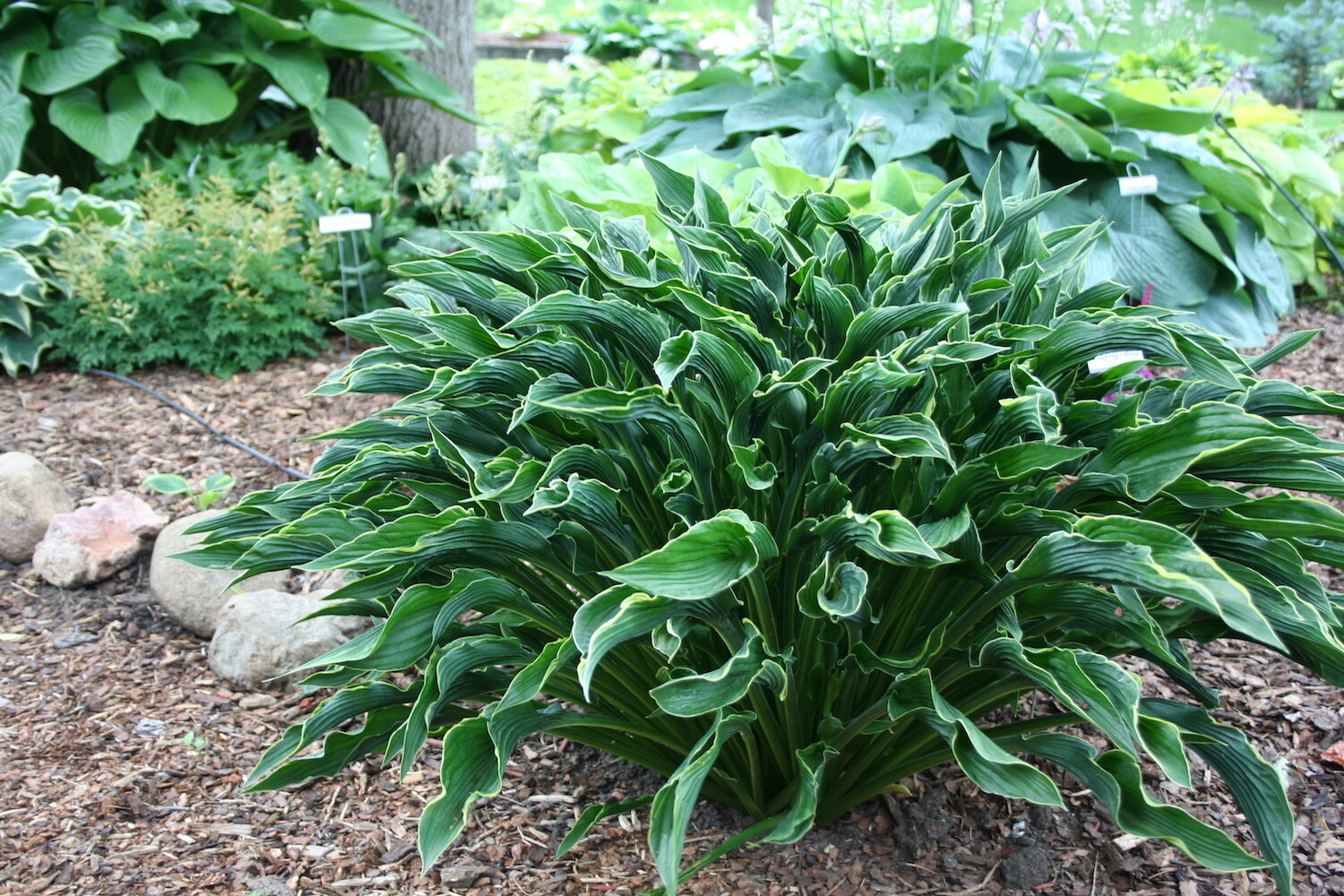 Hosta &#39;Praying Hands&#39; 2 gal