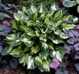 Hosta &#39;Whirlwind&#39; 1 gal