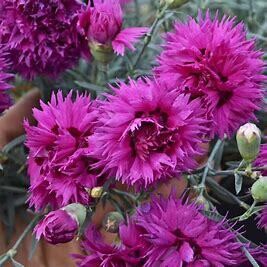 Dianthus 'spiked punch' 1 gal