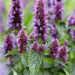 Hyssop &#39;Agastache Beelicious Purple&#39; 1 gal