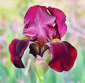 Iris Germanica &#39;Raptor Red&#39; 1 Gal