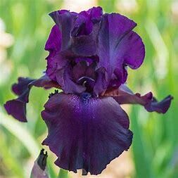 Iris Germanica &#39;Superstition&#39; 1 gal