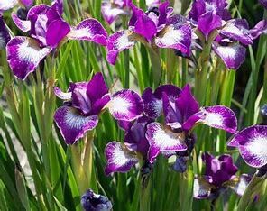 Iris Siberian - 'Currier' - 1 gal