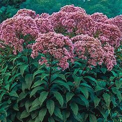 Joe Pye Weed &#39;Gateway&#39; - 2 gal