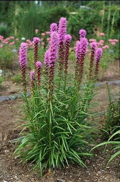 Liatris &#39;Dense Blazing Star&#39; 2 Gal Native